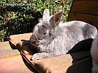 Photo de Lapin 	Harry	
