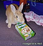 Photo de Lapin 	Herven	
