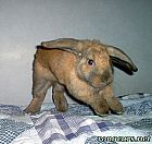 Photo de Vos Preferes 	Hippygirl	