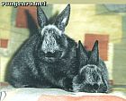 Photo de Lapin 	Idouk Et Litchee	