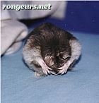 Portrait de Je Ne Veux Voir !