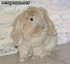 Photo de Lapin 	Julio	