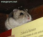 Photo de Hamster 	Kalie	