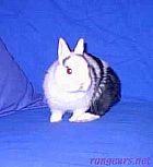 Photo de Lapin Kenny