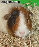 Photo de Cochon d Inde 	Kissy	