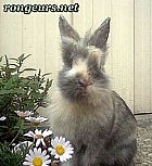 Photo de Lapin 	Kounif	