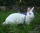 Photo de Lapin 	Krokrot	