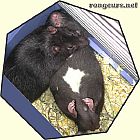 Photo de Cochon d Inde La Sieste