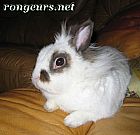 Photo de Lapin 	Lapinou	