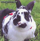 Photo de Lapin 	Lapinou	