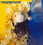 Portrait de 	Les Piout Piout	