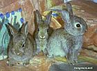 Photo de Lapin Leurs Petits