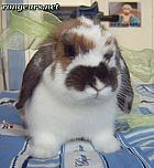 Photo de Lapin 	Lilou	