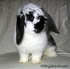 Photo de Lapin 	Lizea	