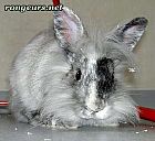 Photo de Lapin Lizy