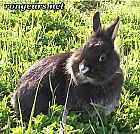 Photo de Lapin 	Lola	