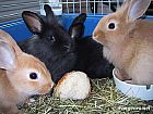Photo de Vos Preferes Lola Lily