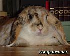 Photo de Lapin 	Loulou	
