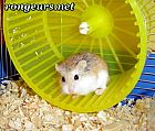 Photo de Hamster 	Lucky Jerry	