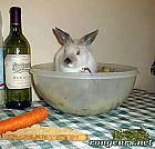 Photo de Lapin 	Lucky	