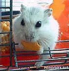 Photo de Hamster Lucy
