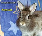 Photo de Lapin Marcelle