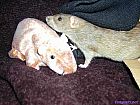 Photo de Rat Marcia