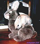 Photo de Lapin Matisse