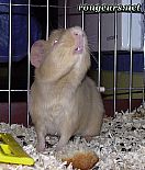 Portrait de 	Maxtor	