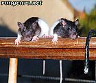Portrait de 	Mercredi Et Munky	