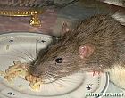 Photo de Rat Mickey