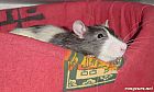 Photo de Rat Mickey
