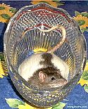 Photo de Rat Mickey