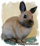 Photo de Lapin 	MogwaÔ	