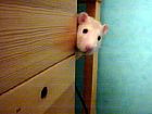 Photo de Rat Monrat