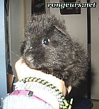 Photo de Cochon d Inde 	Moruzzi	