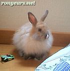 Photo de Lapin 	Musette	