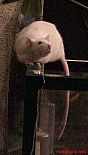Photo de Rat Souriceau