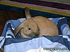 Photo de Lapin 	Napoc	