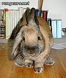 Photo de Nouveautes 	Napoc	