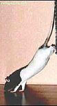 Photo de Rat Nefer