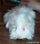 Photo de Lapin Neige