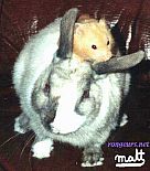 Photo de Hamster Nimbus Et Junior