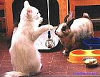 Photo de Lapin Nimbus Et Theo
