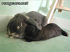 Photo de Lapin 	Nokia	