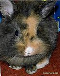 Photo de Lapin Nougat