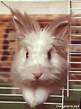 Photo de Lapin Nougatin