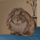 Photo de Lapin 	Noutnout	