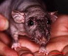 Photo de Rat Nu