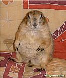 Chien Prairie Obese